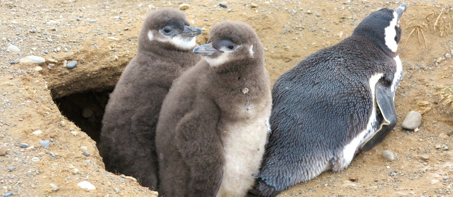 Punta Arenas jour 1.